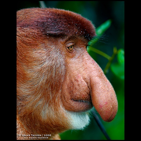 proboscis monkey with big nose