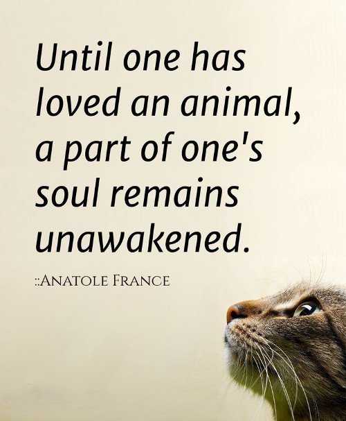 amazing thought about animal and love 