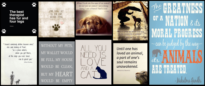 quotes about the love between people and their pets