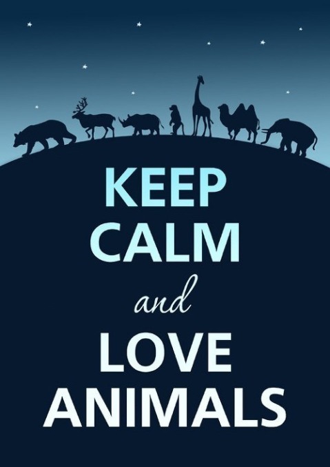 keep calm and love animals